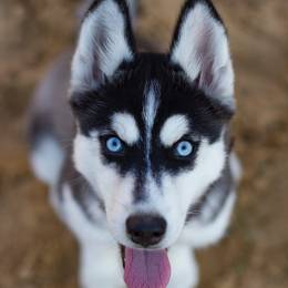 AtlantaHusky's avatar