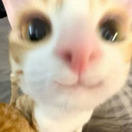 Meowwww's avatar