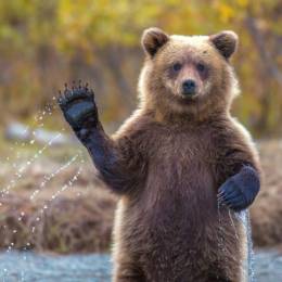 TheBear1's avatar