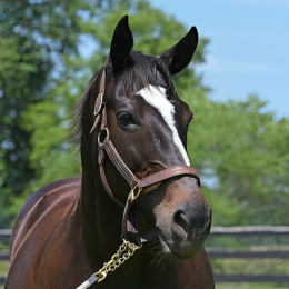 Ruffian's avatar