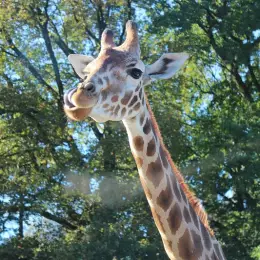 DrGiraffe's avatar